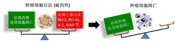图 1：肿瘤细胞通过反凋零蛋白产生耐药性，对反凋零蛋白的抑制将改变平衡，消除肿瘤耐药性。