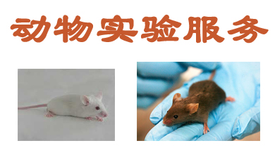 动物实验服务 动物实验服务