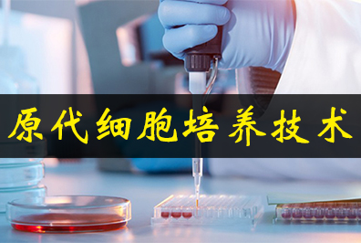 原代细胞培养技术 原代细胞培养技术