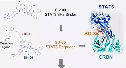 结构优化得到的SH2结合分子SI-109与CRBN结合,得到SD-36