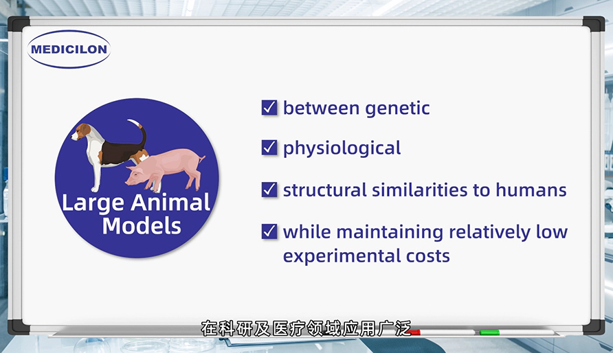 大型动物模型： 各种疾病研究的必要工具