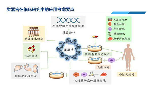 类器官在临床研究中应用考虑要点.jpg 类器官在临床研究中应用考虑要点.jpg