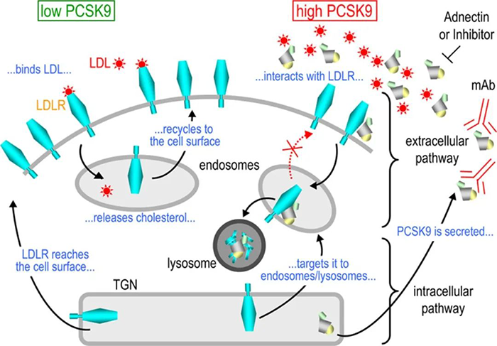 PCSK9-诱导-LDL-R-降解的细胞内外途径的示意图.png PCSK9-诱导-LDL-R-降解的细胞内外途径的示意图.png