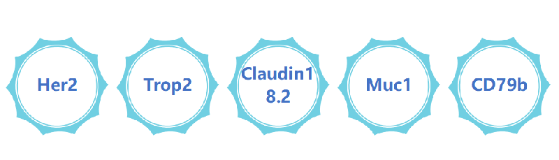 ADC药物靶点.png ADC药物靶点.png