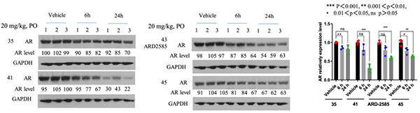 AR-降解剂对-VCaP-肿瘤中-AR-蛋白的药效学-(PD)作用.png AR-降解剂对-VCaP-肿瘤中-AR-蛋白的药效学-(PD)作用.png