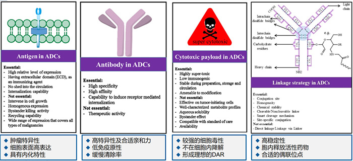 ADC药物各组分成药性的主要考虑要点.jpg ADC药物各组分成药性的主要考虑要点.jpg