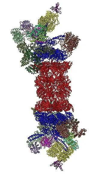 26S蛋白酶体结构(来源:Wikipedia).jpg 26S蛋白酶体结构(来源:Wikipedia).jpg
