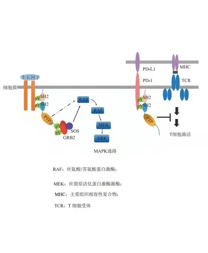 美迪西助力凌达生物SHP2变构抑制剂RG001片获批临床.jpg