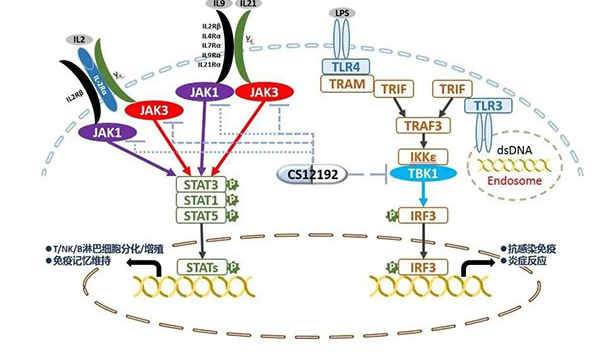 自身免疫疾病或迎新疗法！美迪西助力微芯生物CS12192获批FDA.jpg