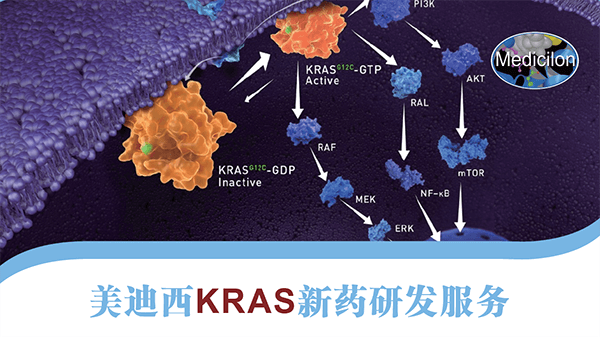 KRAS新药研发服务 KRAS新药研发服务