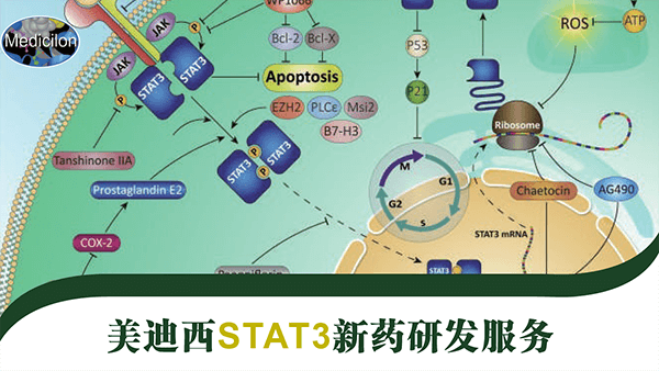 STAT3药物靶点研发服务.png STAT3药物靶点研发服务.png