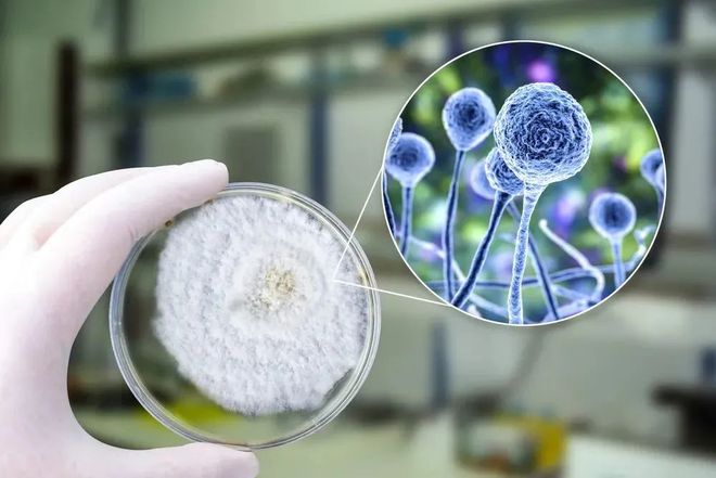 美迪西助力 | 祥根生物首款创新药SG1001口服片剂中国IND获批